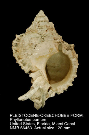 PLEISTOCENE-OKEECHOBEE FORMATION Phyllonotus pomum.jpg - PLEISTOCENE-OKEECHOBEE FORMATIONPhyllonotus pomum(Gmelin,1791)